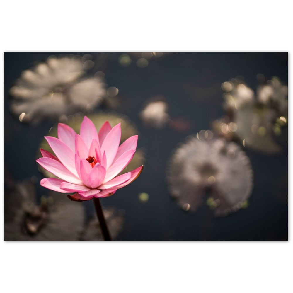 Aluminum Print Lotus