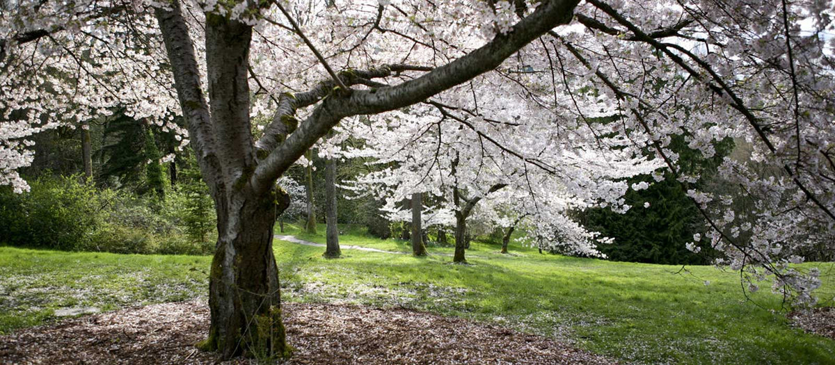 A cherry tree in bloom